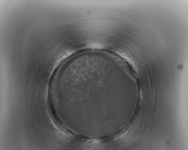 X0000095510492200712211243