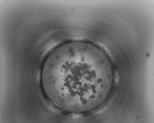 X0000095510495200712211243