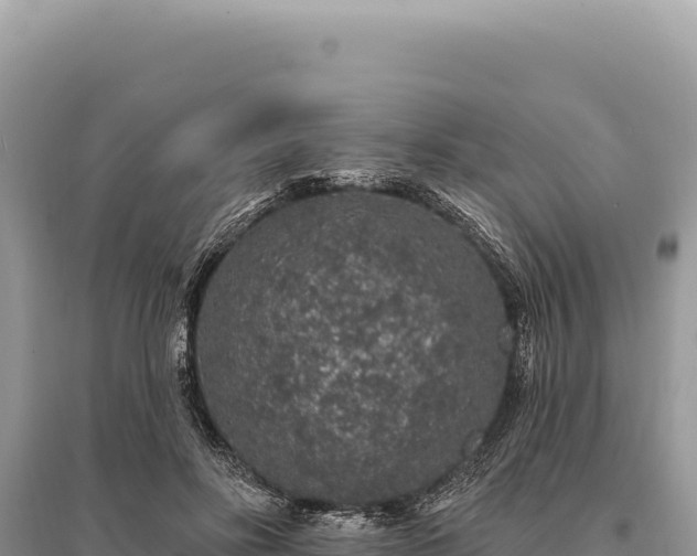 X0000095510502200712211243