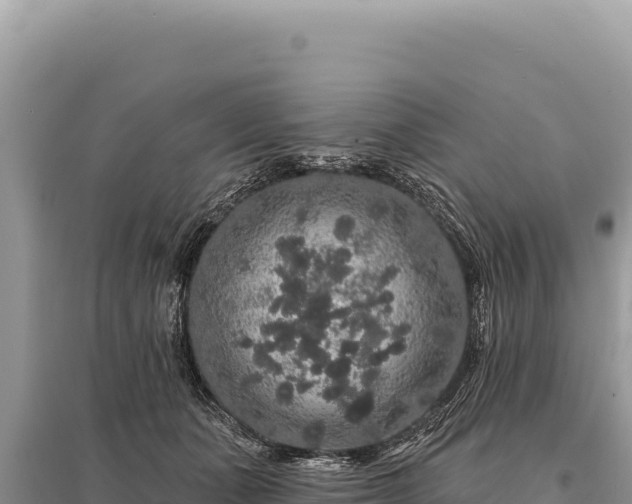 X0000095510511200712211243