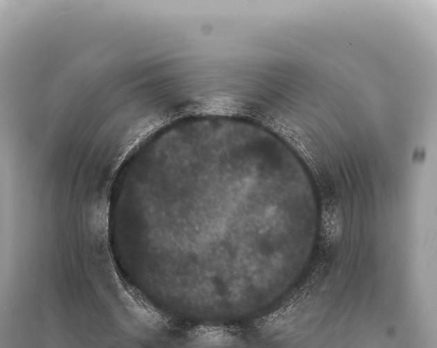 X0000095510534200712211242
