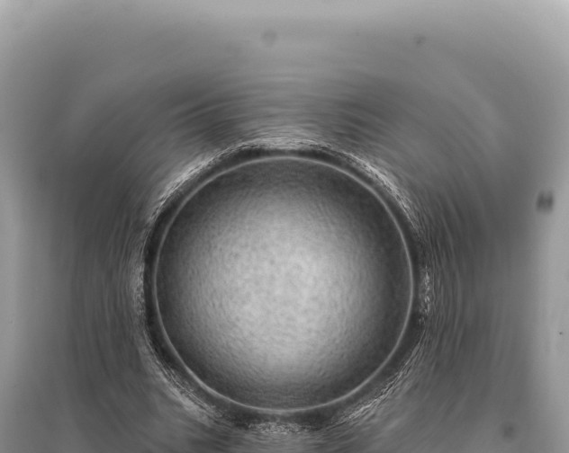 X0000095510535200712211242