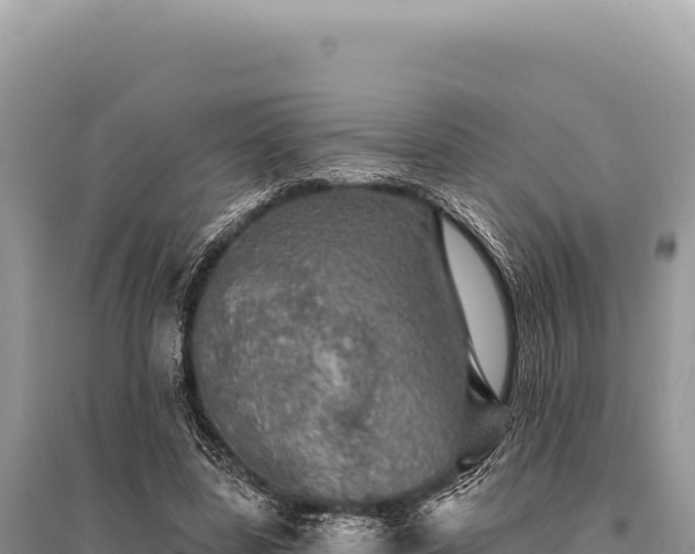 X0000095510539200712211242