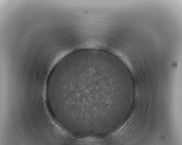 X0000095510578200712211242