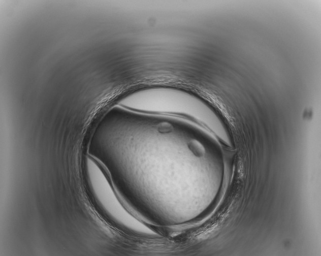 X0000095510589200712211242