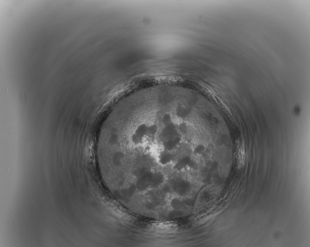 X0000095510619200712211241