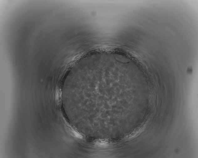 X0000095510624200712211241