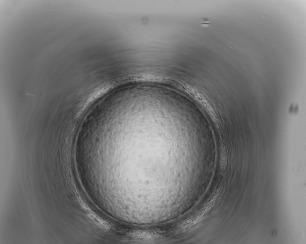 X0000095510625200712211241