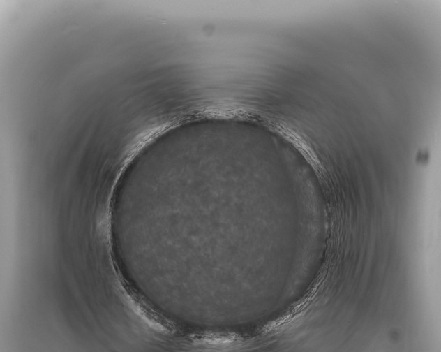 X0000095510626200712211241