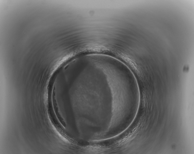 X0000095510630200712211241