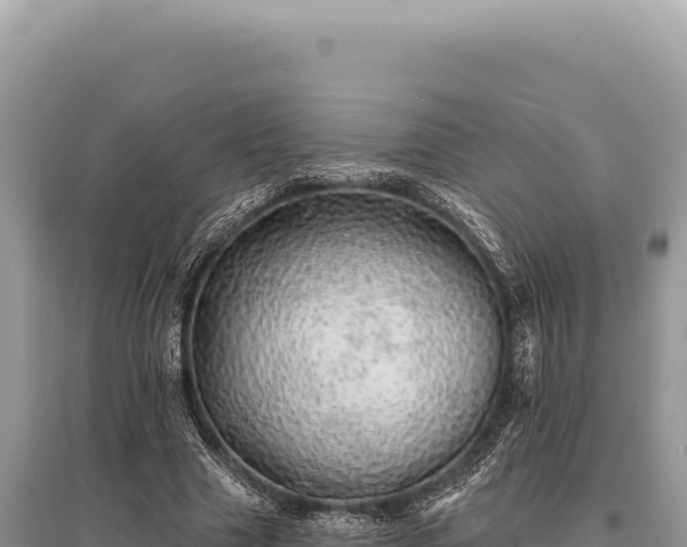 X0000095510633200712211241