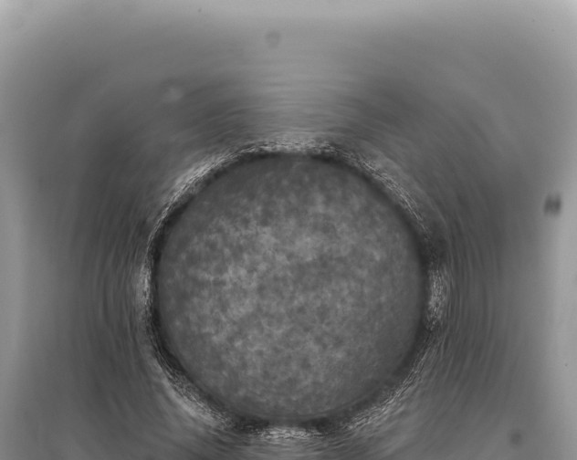 X0000095510636200712211241