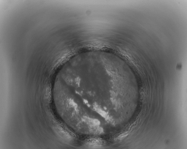 X0000095510642200712211241