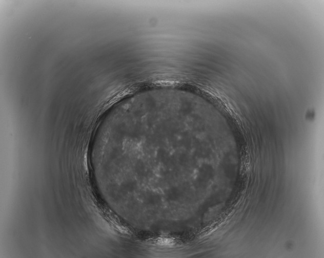 X0000095510647200712211241