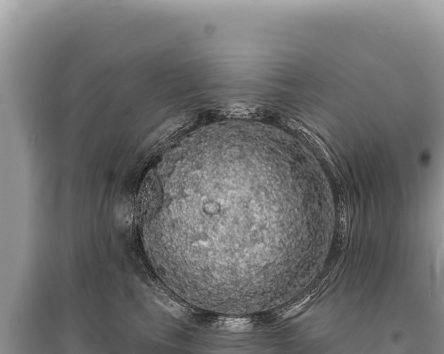 X0000095510665200712211241
