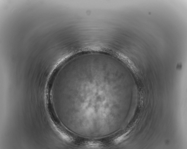 X0000095510680200712211240