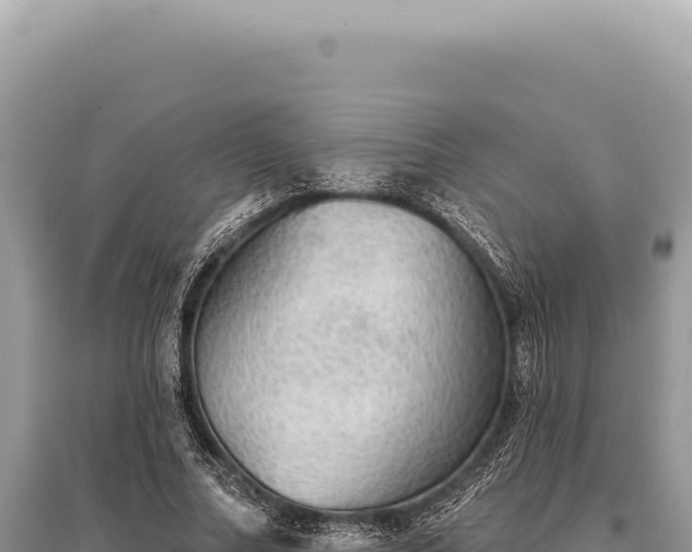 X0000095510682200712211240