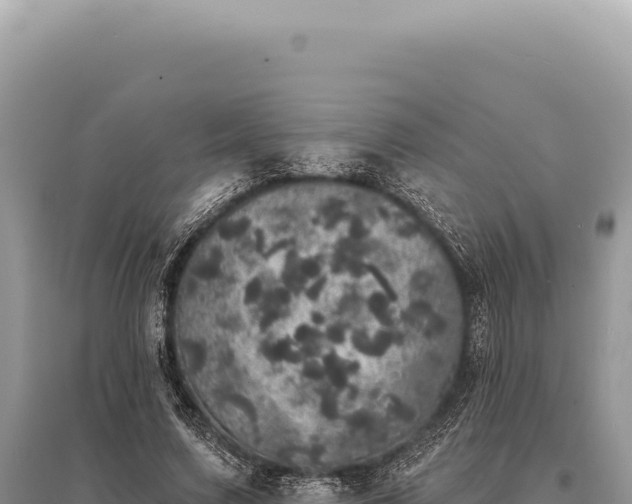 X0000095510683200712211240