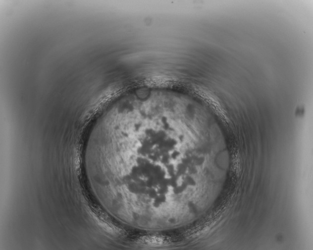 X0000095510687200712211240