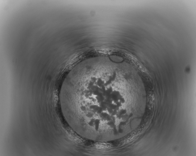 X0000095510707200712211240