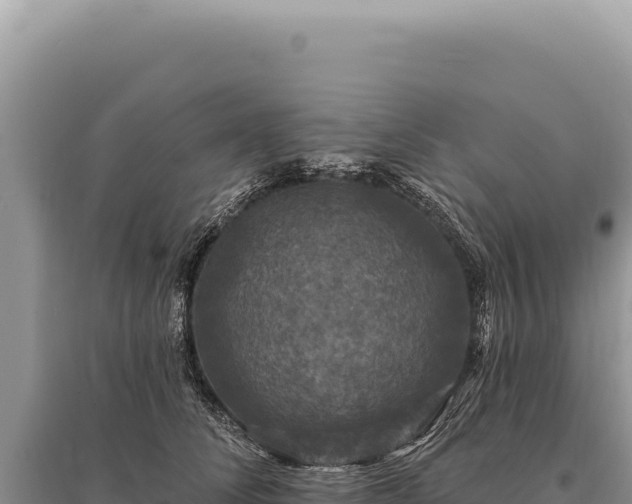 X0000095510708200712211240