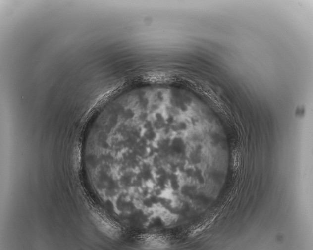 X0000095510733200712211239