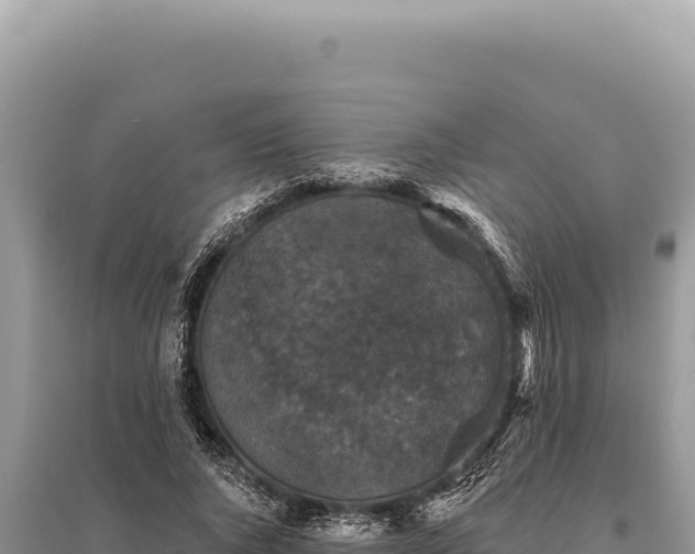 X0000095510736200712211239