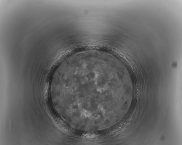 X0000095510742200712211240