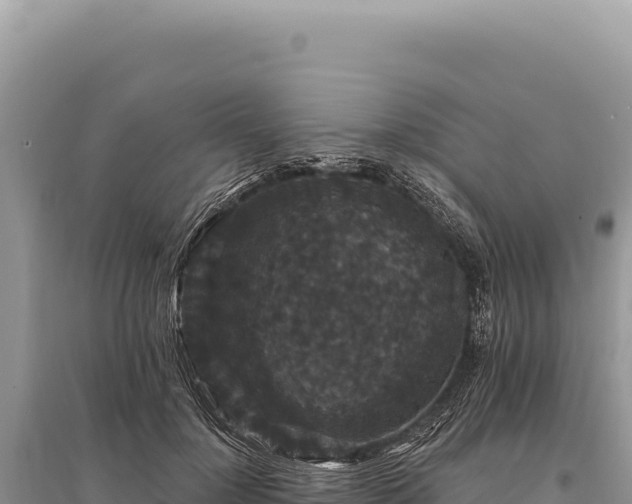 X0000095510748200712211240