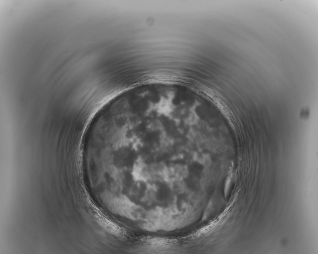 X0000095510779200712211239