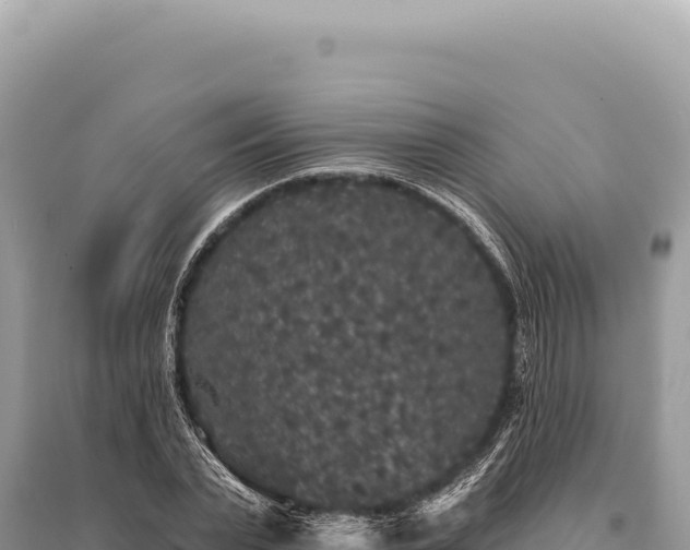 X0000095510783200712211239