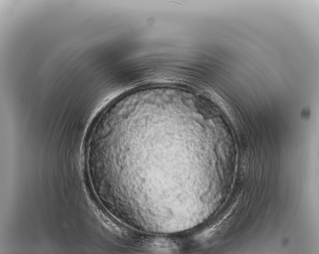 X0000095510787200712211239