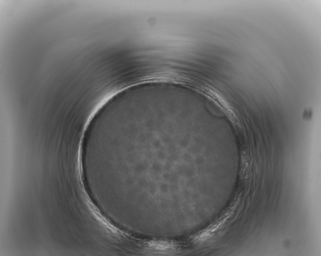 X0000095510788200712211239
