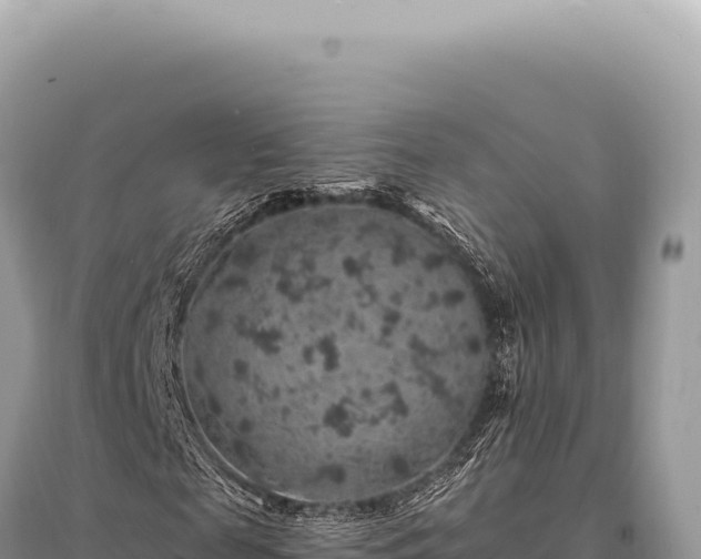 X0000095510817200712211238