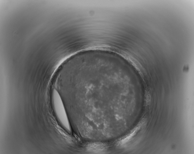 X0000095510830200712211238