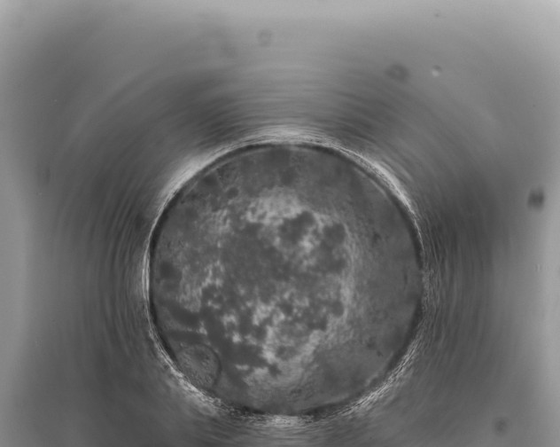 X0000095510839200712211238