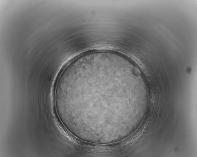 X0000095510840200712211238
