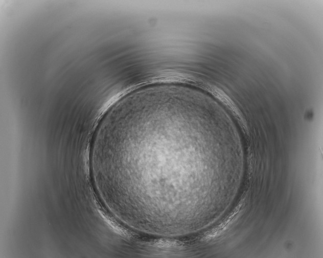 X0000095510842200712211238