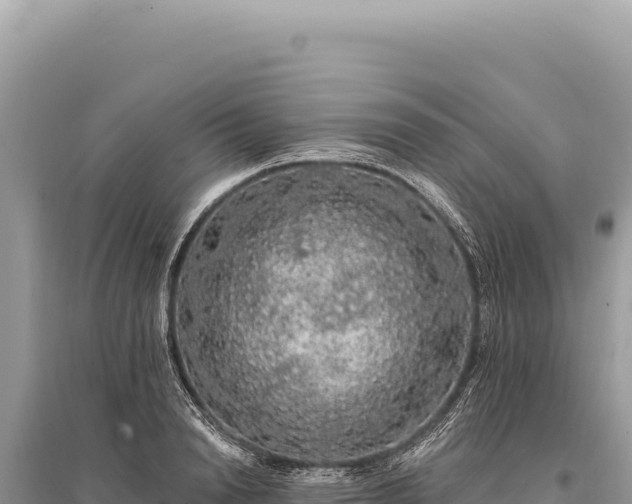 X0000095510846200712211238