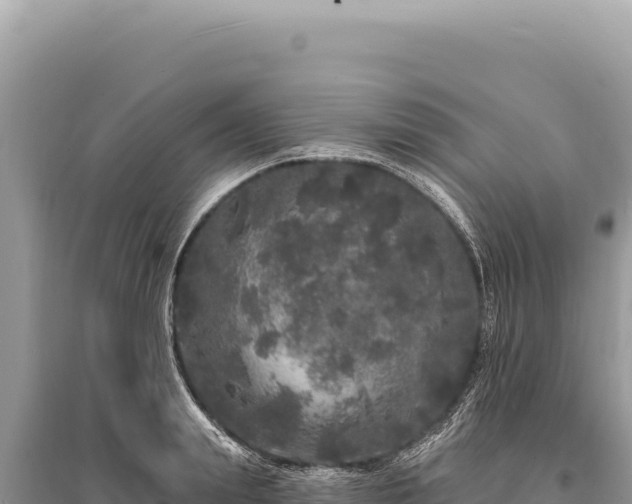 X0000095510847200712211238