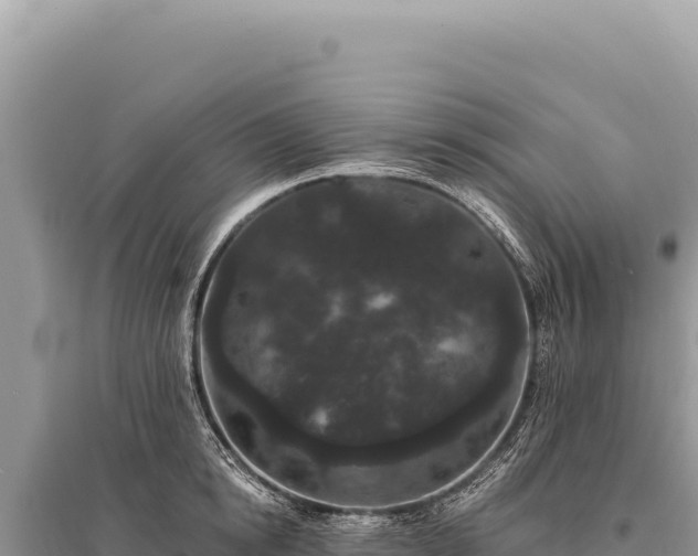 X0000095510854200712211238
