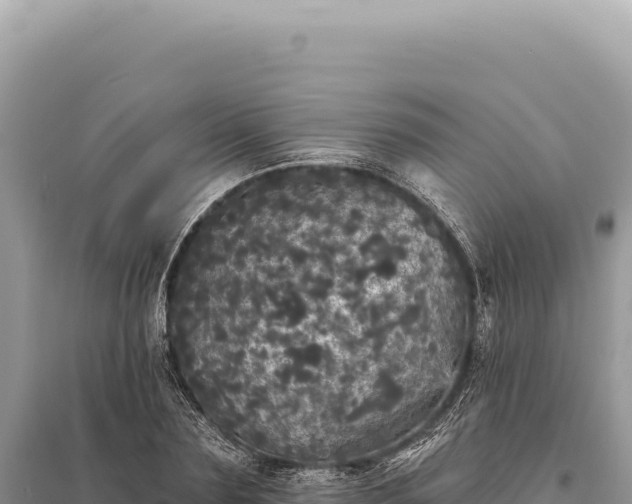 X0000095510883200712211237