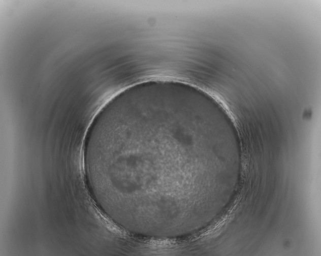 X0000095510887200712211237
