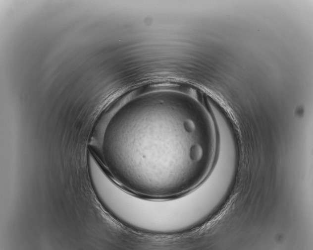 X0000095510889200712211237