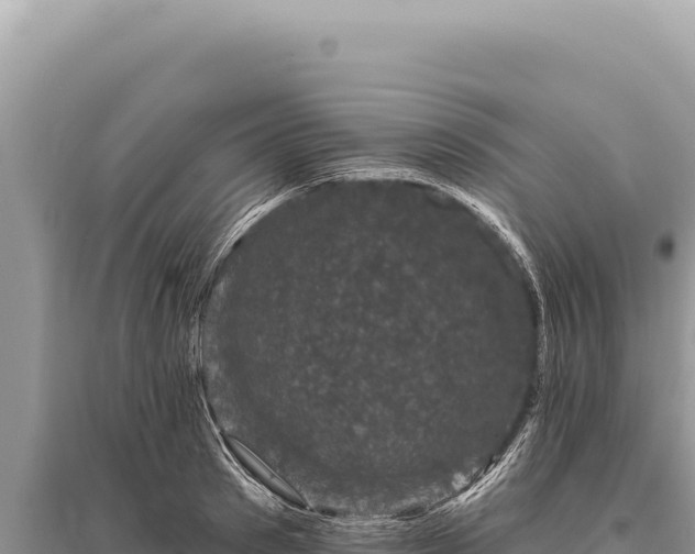 X0000095510897200712211237