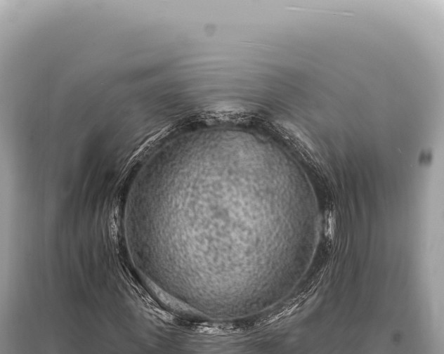 X0000095510915200712211236