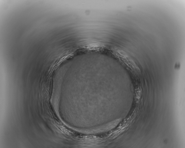 X0000095510916200712211236
