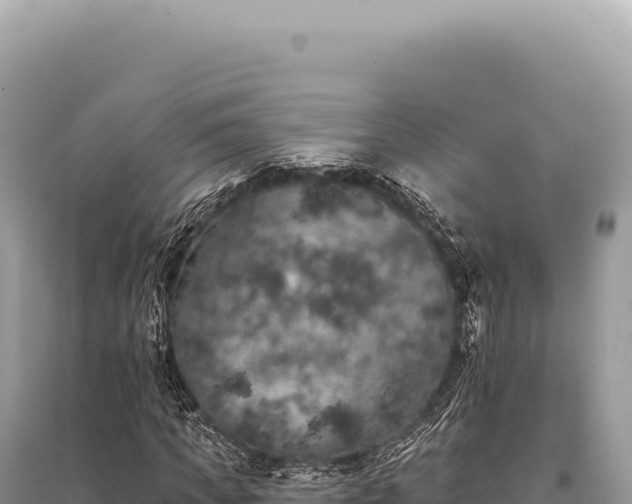 X0000095510917200712211236