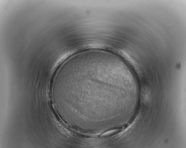 X0000095510930200712211237