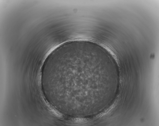 X0000095510933200712211237